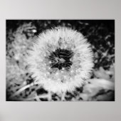 Dandelion, Poster (Vorne)
