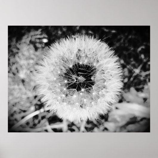 Dandelion, Poster (Vorne)