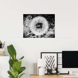 Dandelion, Poster