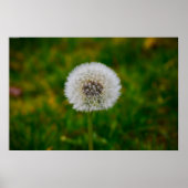 Dandelion, Poster (Vorne)