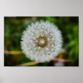 Dandelion, Poster (Vorne)