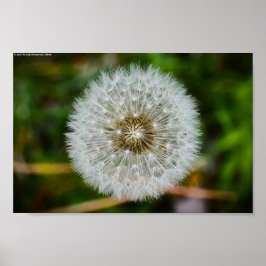 Dandelion, Poster