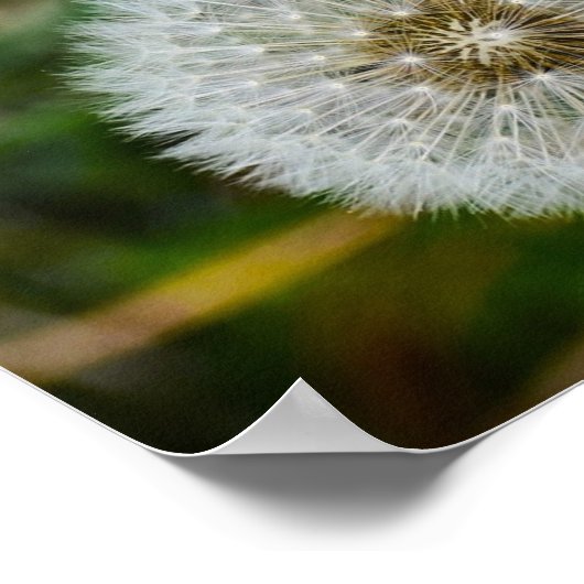Dandelion, Poster (Ecke)