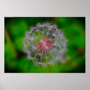 Dandelion, Poster