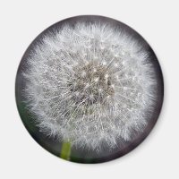 Dandelion Puff Magnet