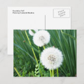 Dandelion Puff Postkarte (Vorne/Hinten)
