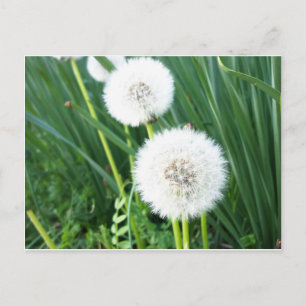 Dandelion Puff Postkarte