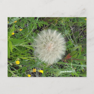 Dandelion Puff Postkarte
