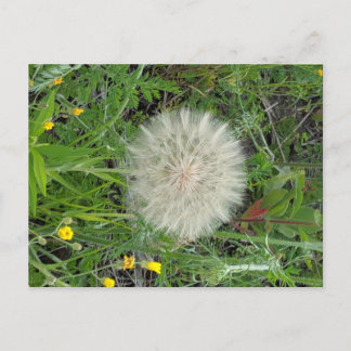 Dandelion Puff Postkarte