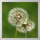 Dandelion Puff Print Poster (Vorne)