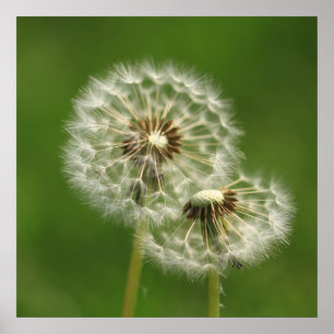 Dandelion Puff Print Poster