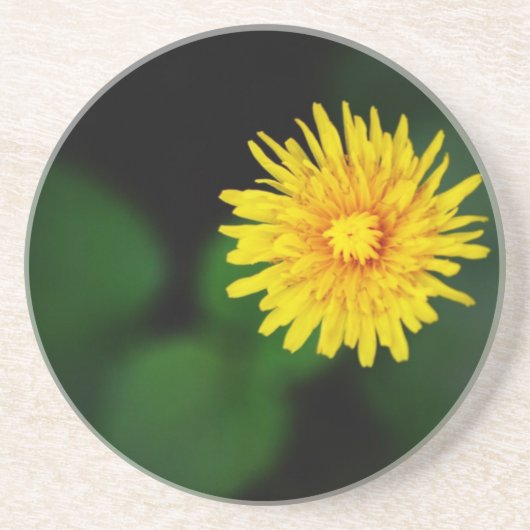 Dandelion Sandstone Untersetzer (Vorne)
