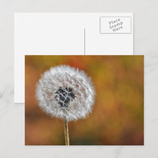 Dandelion Seed Postkarte (Vorne/Hinten)