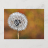 Dandelion Seed Postkarte (Vorderseite)