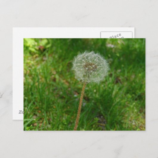 Dandelion Seed 'Puff' Postcard Postkarte (Vorne/Hinten)