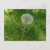 Dandelion Seed 'Puff' Postcard Postkarte (Vorderseite)