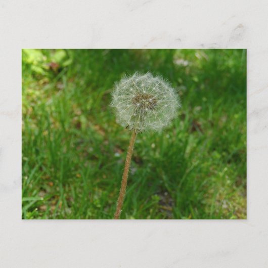 Dandelion Seed 'Puff' Postcard Postkarte (Vorderseite)