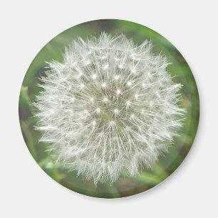 Dandelion Seedhead Magnet