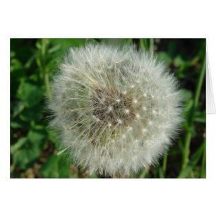 Dandelion Seeds