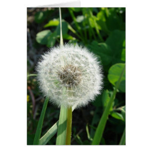 Dandelion Seeds