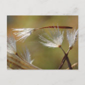 Dandelion Seeds Carry a Friend, Beileid Postkarte (Vorderseite)
