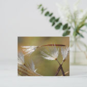 Dandelion Seeds Carry a Friend, Beileid Postkarte (Stehend Vorderseite)
