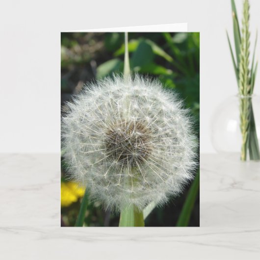 Dandelion Seeds Karte (Vorderseite)