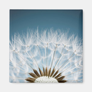 Dandelion Seeds Magnet