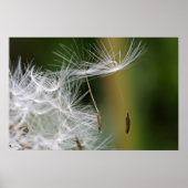 Dandelion Seeds Poster (Vorne)