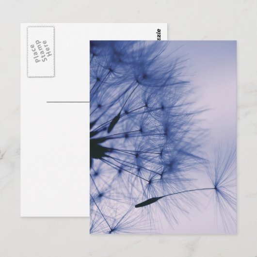 Dandelion Seeds Postkarte (Vorne/Hinten)