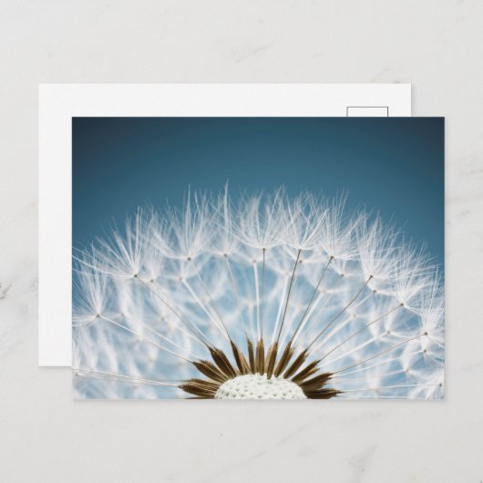 Dandelion Seeds Postkarte (Vorne/Hinten)