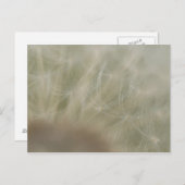 Dandelion Seeds Postkarte (Vorne/Hinten)