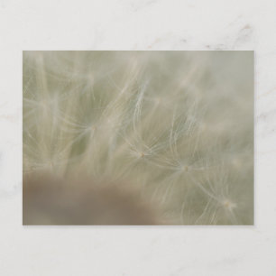 Dandelion Seeds Postkarte