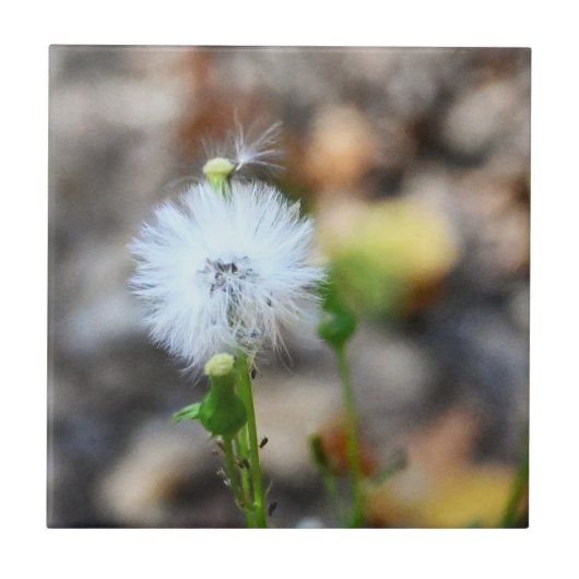 Dandelion Seeds Tile Fliese (Vorderseite)