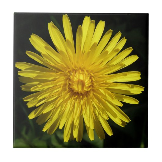 Dandelion Tile Fliese (Vorderseite)