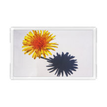 Dandelion und Schattenstacnm