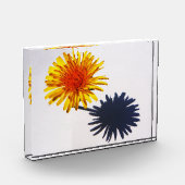 Dandelion und Shadow pba Fotoblock (Links)