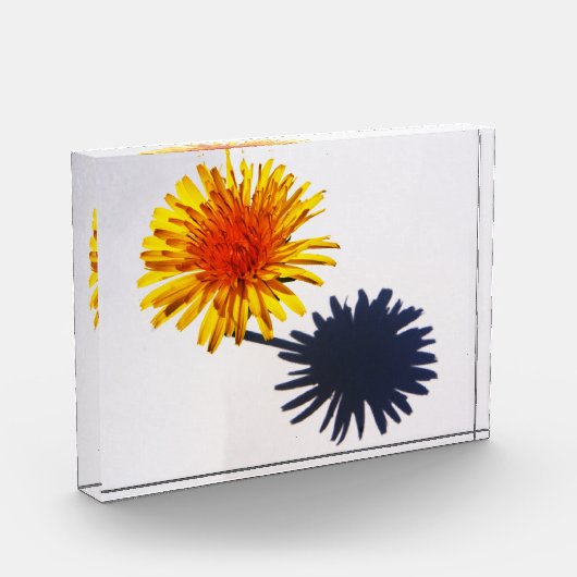 Dandelion und Shadow pba Fotoblock (Links)