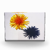 Dandelion und Shadow pbcnm Fotoblock (Vorderseite)