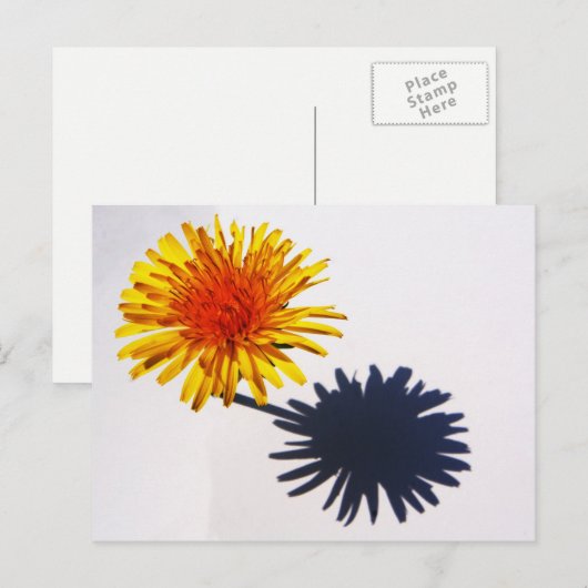 Dandelion und Shadow pccnm Postkarte (Vorne/Hinten)