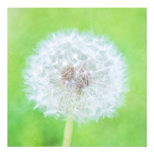 Dandelion - Weckte einfach die Schönheit auf Fotodruck (Vorne)