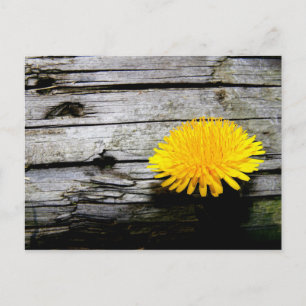 Dandelion Weed Postkarte