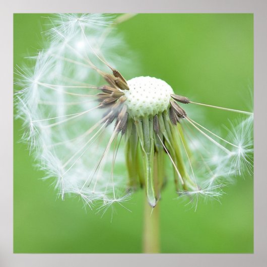 Dandelion Wish Made Poster (Vorne)