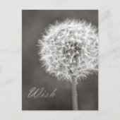 Dandelion Wish Postkarte (Vorderseite)