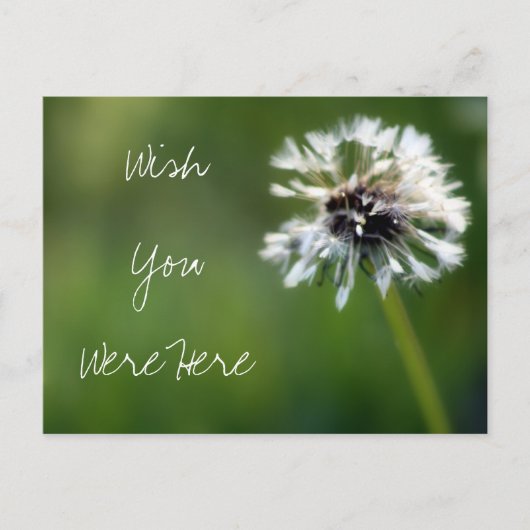 Dandelion "Wish You Were Here" Fotografie Postkarte (Vorderseite)