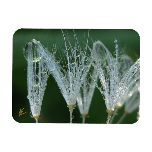 Dandelion with Dew Peaceful Nature Meditation Magnet (Horizontal)