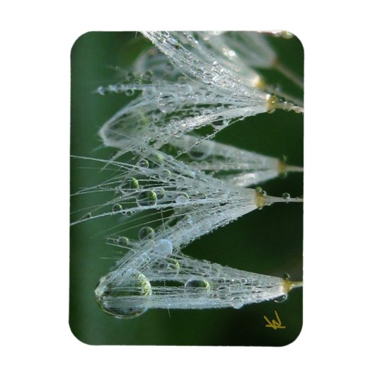 Dandelion with Dew Peaceful Nature Meditation Magnet (Vertikal)