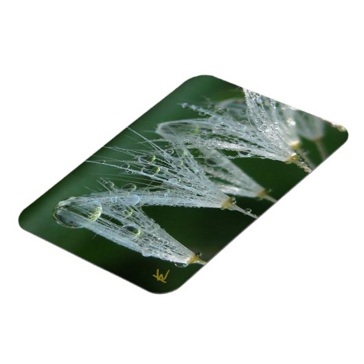 Dandelion with Dew Peaceful Nature Meditation Magnet (Linke Seite)