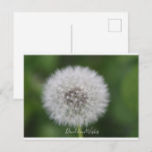 Dandelion wünscht Postcard Postkarte (Vorne/Hinten)