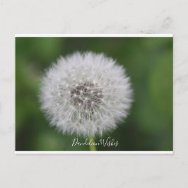 Dandelion wünscht Postcard Postkarte